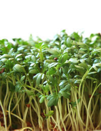 Tiny Roots - Kids Gardening