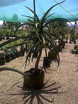 Ennis Garden Centre Cc