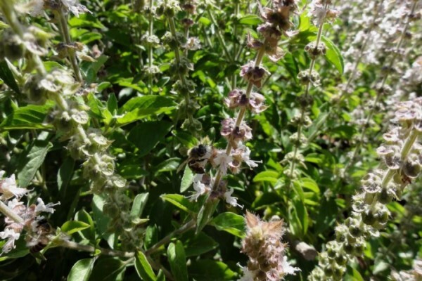 Herbs For Health