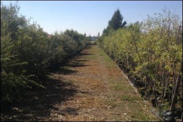 Branch-Out Tree Farm
