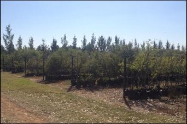 Branch-Out Tree Farm