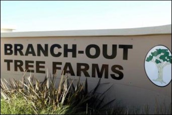 Branch-Out Tree Farm