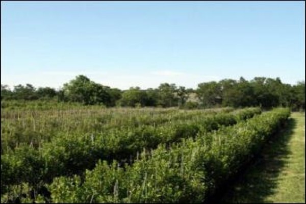Branch-Out Tree Farm