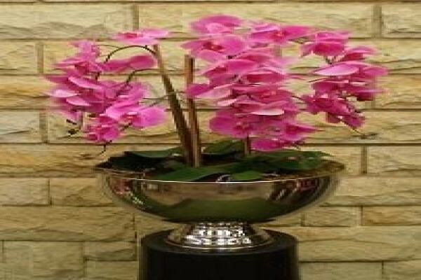 Nicolas Plants