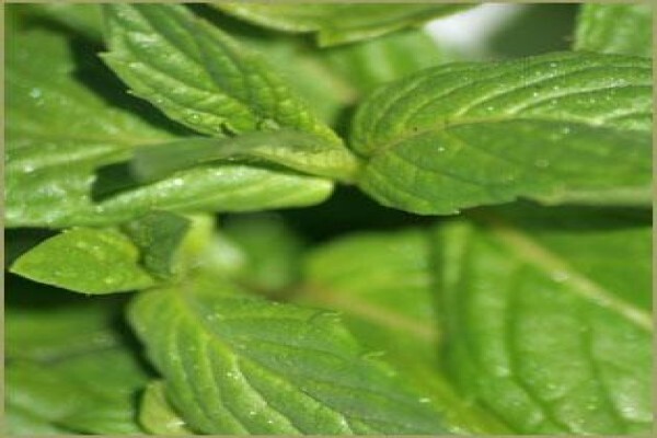 Highland Essential Oils