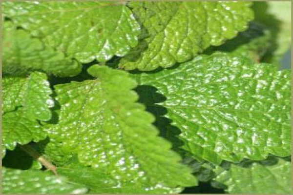 Highland Essential Oils