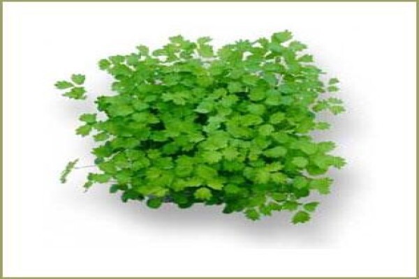 Highland Essential Oils