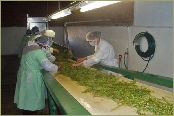 Highland Essential Oils