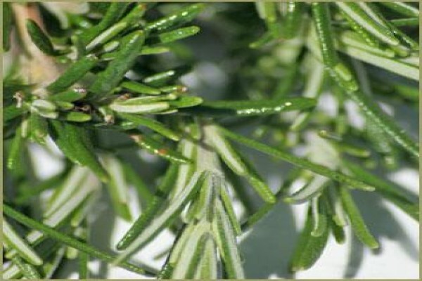 Highland Essential Oils