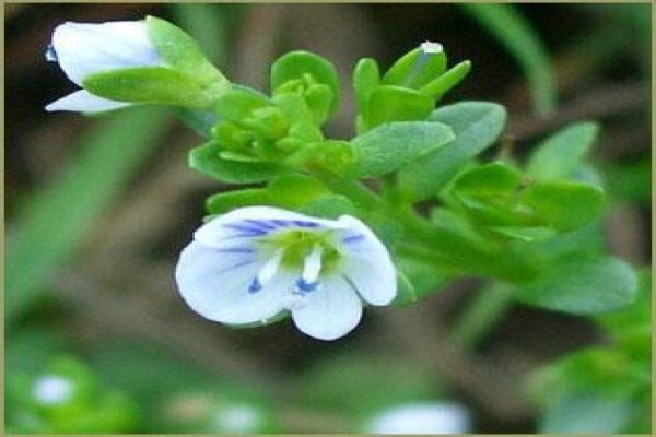 Highland Essential Oils
