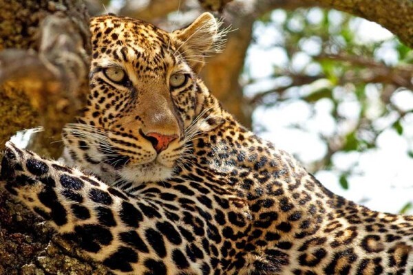 Bushbreaks