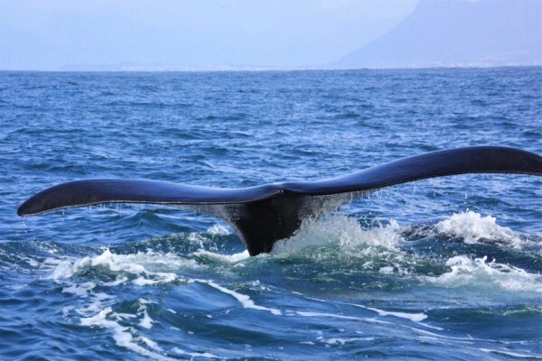 All Cape Tours