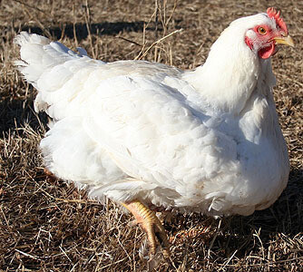 Massgrow Poultry