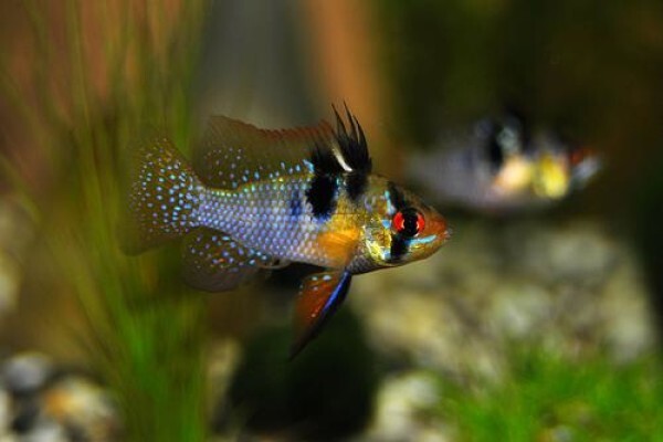 Dorry Pets