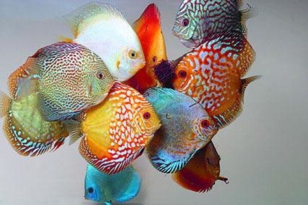 Dorry Pets