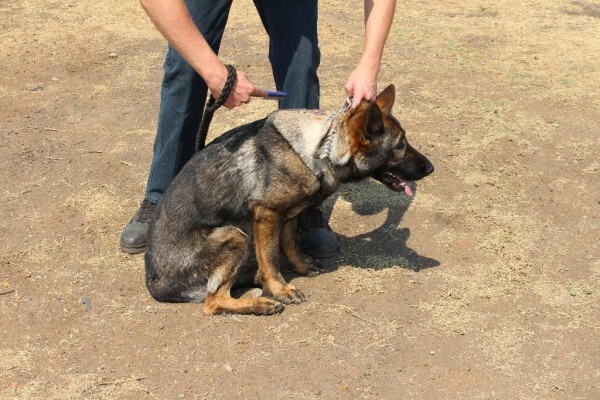 Good Dog Security Services Cc
