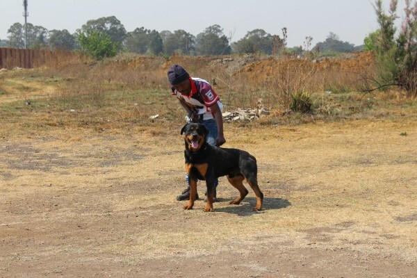 Good Dog Security Services Cc