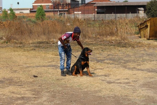 Good Dog Security Services Cc