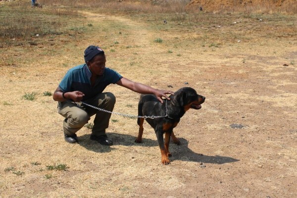 Good Dog Security Services Cc