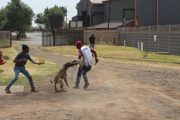 Good Dog Security Services Cc