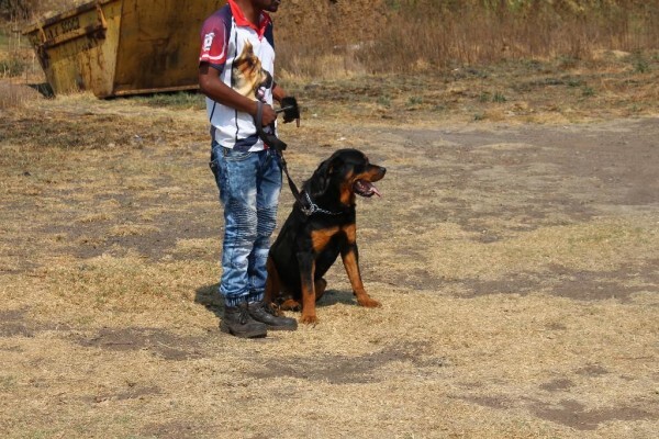 Good Dog Security Services Cc