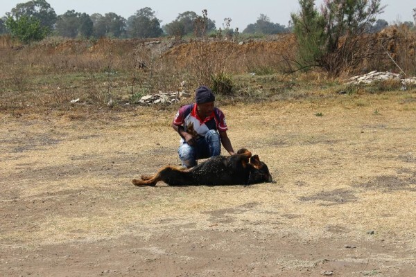 Good Dog Security Services Cc