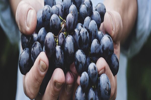 Withington Wines