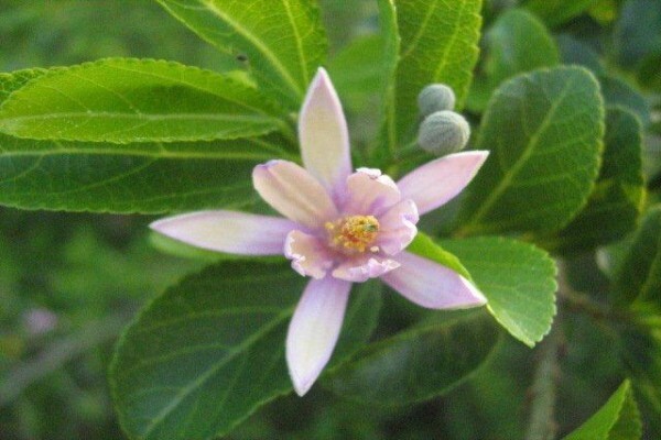 Body Stress Release For Renewed Life