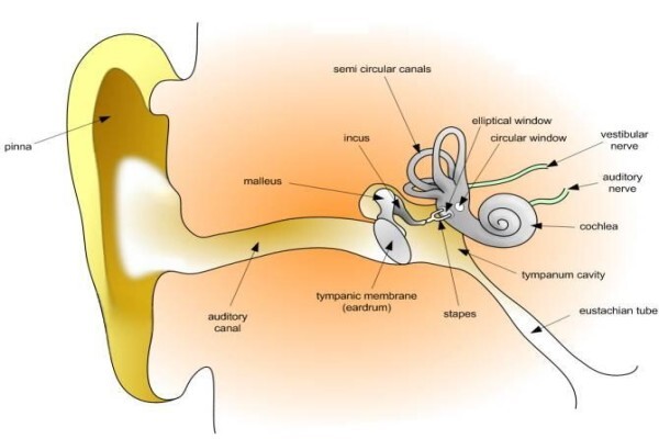 Hear Save Mobile Hearing Test And Hearing Aids