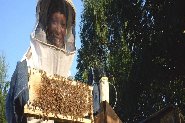 African Honey Bee