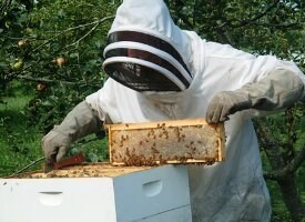Aa Bee Removals