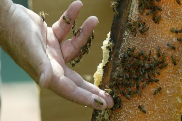 Aa Bee Removals