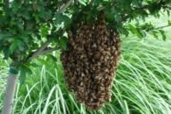 Aa Bee Removals