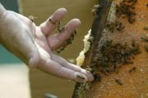 Aa Bee Removals