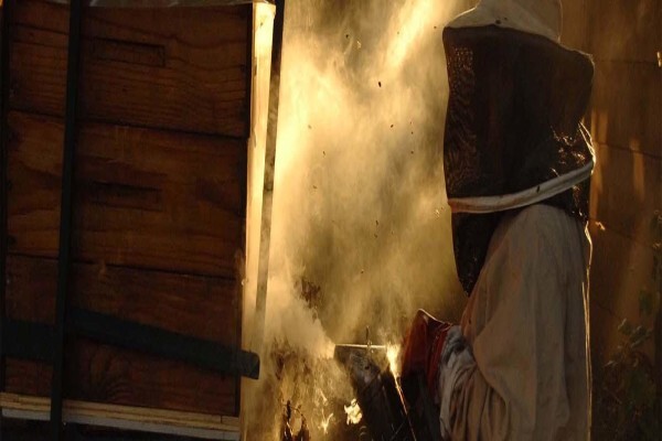 African Honey Bee