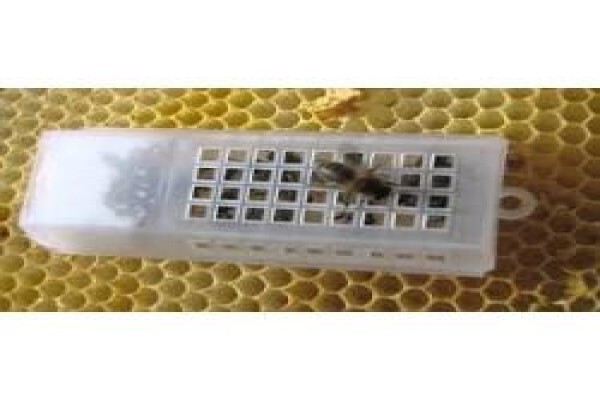 Beeware