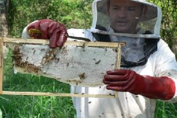 Beeware