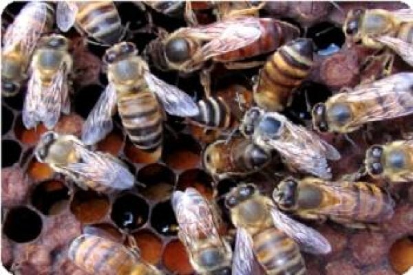 Beeware