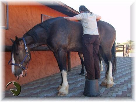 Equine Insight