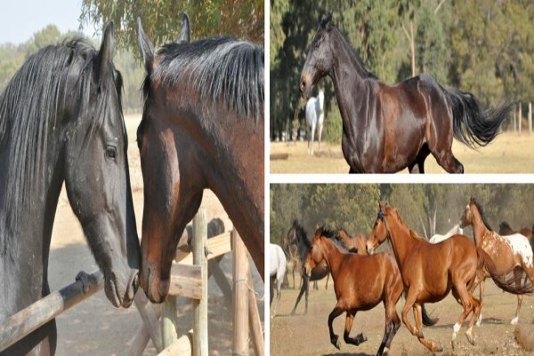 Byerley Park Stables