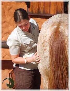 Equine Insight