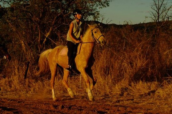 Horse Whispers