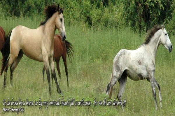 Horse Whispers