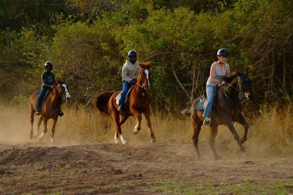 Horse Whispers