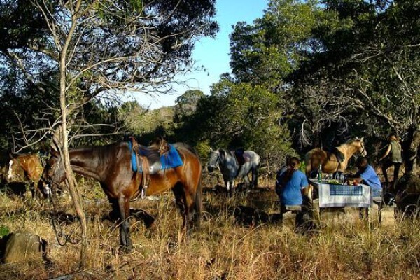 Horse Whispers