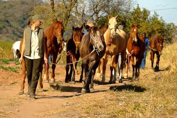 Horse Whispers