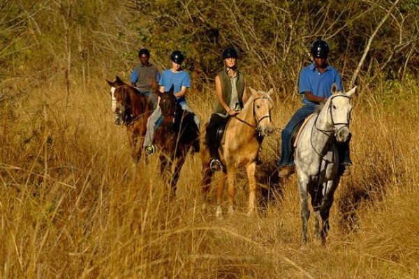 Horse Whispers