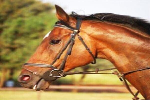 Equipage