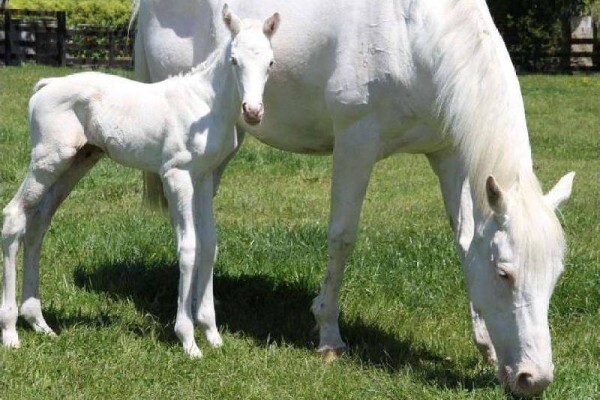 Shadowfax