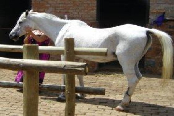 Silva Pegasus Stables